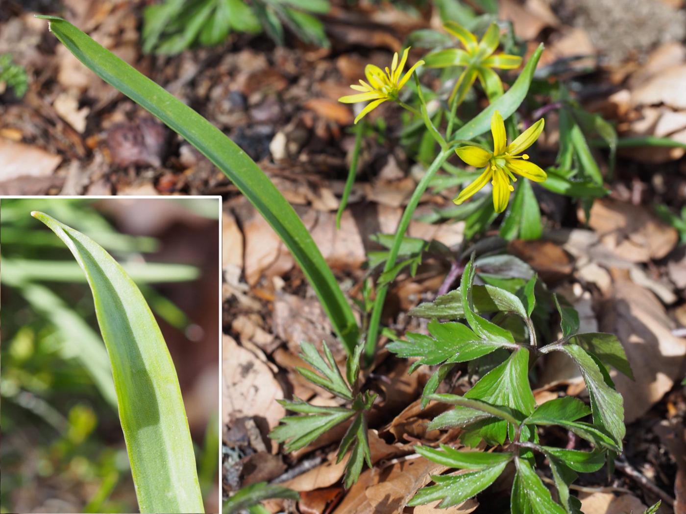 Star-of-Bethlehem, Yellow leaf